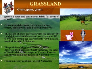 Grass, grass, grass!
Grass, grass, grass!
 generally open and continuous, fairly flat areas of
grass.
 Grasses (prairie clover, salvia, oats, wheat,
barley, coneflowers) and a lot of herbivores
 The height of grass correlates with the amount of
rainfall it receives. Grasslands receive about 500
to 900 mm of rain per year (deserts <300 mm and
tropical forests >2,000 mm)
 The prairies of the Great Plains of North
America, the pampas of South America, the veldt
of South Africa, the steppes of Central Eurasia,
and surrounding the deserts in Australia
 Found on every continent except Antarctica
GRASSLAND
 