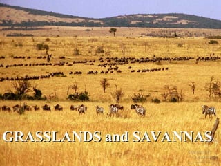 GRASSLANDS and SAVANNAS
GRASSLANDS and SAVANNAS
 