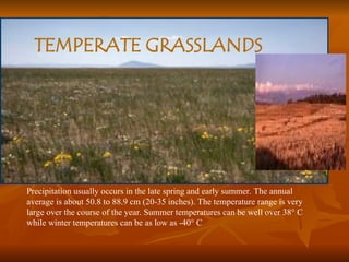 TEMPERATE GRASSLANDS
Precipitation usually occurs in the late spring and early summer. The annual
average is about 50.8 to 88.9 cm (20-35 inches). The temperature range is very
large over the course of the year. Summer temperatures can be well over 38° C
while winter temperatures can be as low as -40° C
 