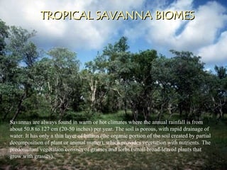 TROPICAL SAVANNA BIOMES
TROPICAL SAVANNA BIOMES
Savannas are always found in warm or hot climates where the annual rainfall is from
about 50.8 to 127 cm (20-50 inches) per year. The soil is porous, with rapid drainage of
water. It has only a thin layer of humus (the organic portion of the soil created by partial
decomposition of plant or animal matter), which provides vegetation with nutrients. The
predominant vegetation consists of grasses and forbs (small broad-leaved plants that
grow with grasses).
 
