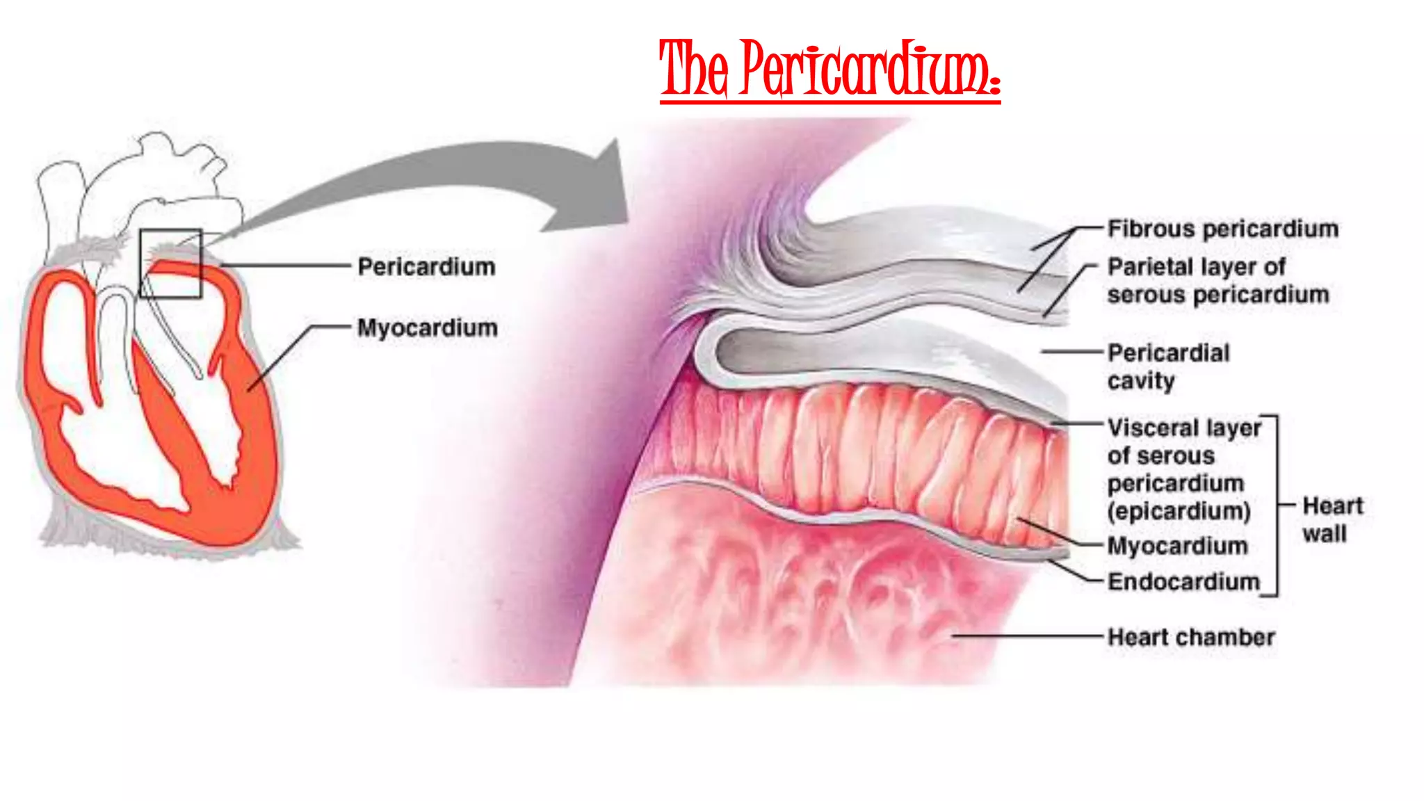 The Pericardium:
 