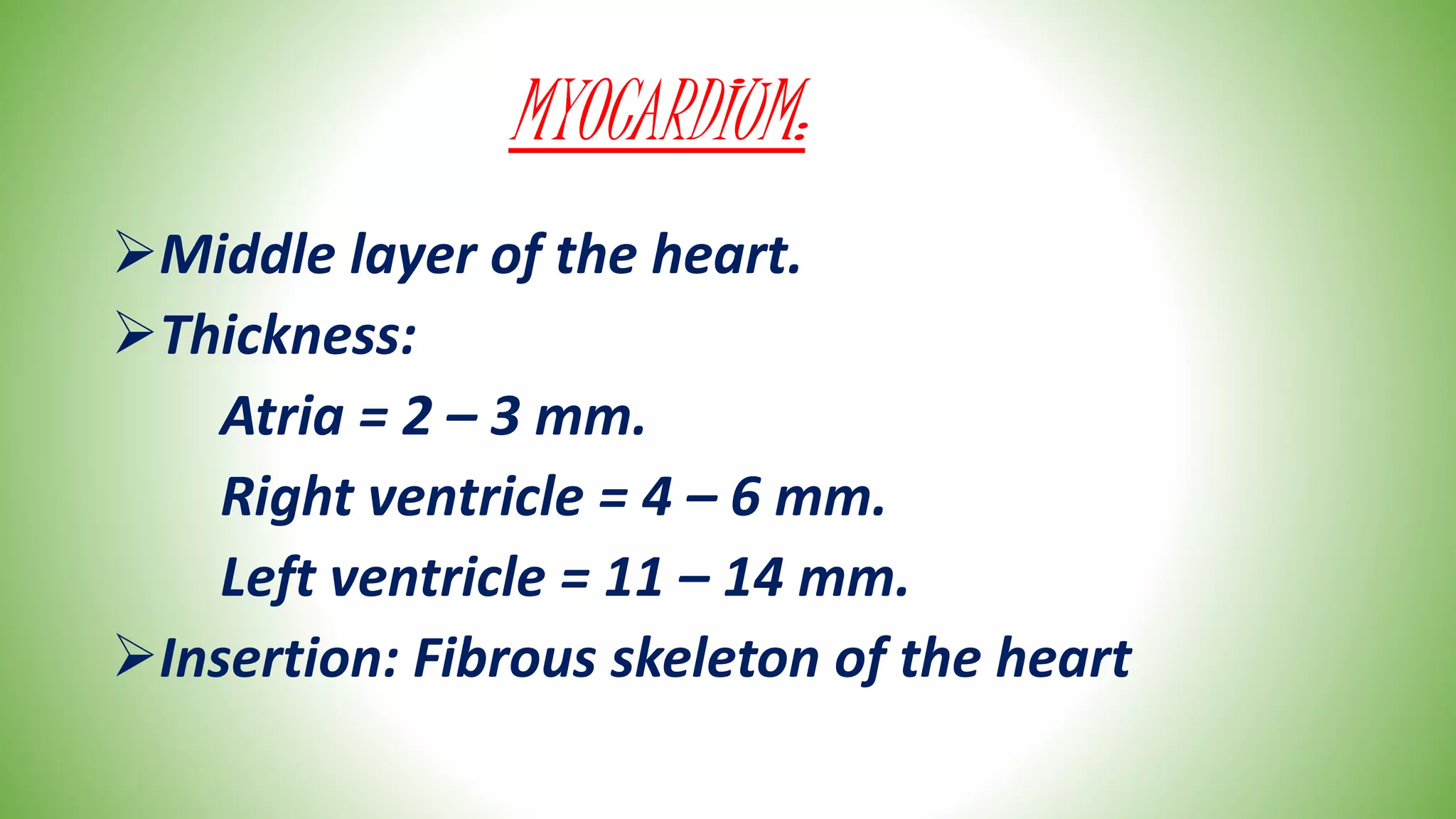MYOCARDIUM:
Middle layer of the heart.
Thickness:
Atria = 2 – 3 mm.
Right ventricle = 4 – 6 mm.
Left ventricle = 11 – 14 mm.
Insertion: Fibrous skeleton of the heart
 