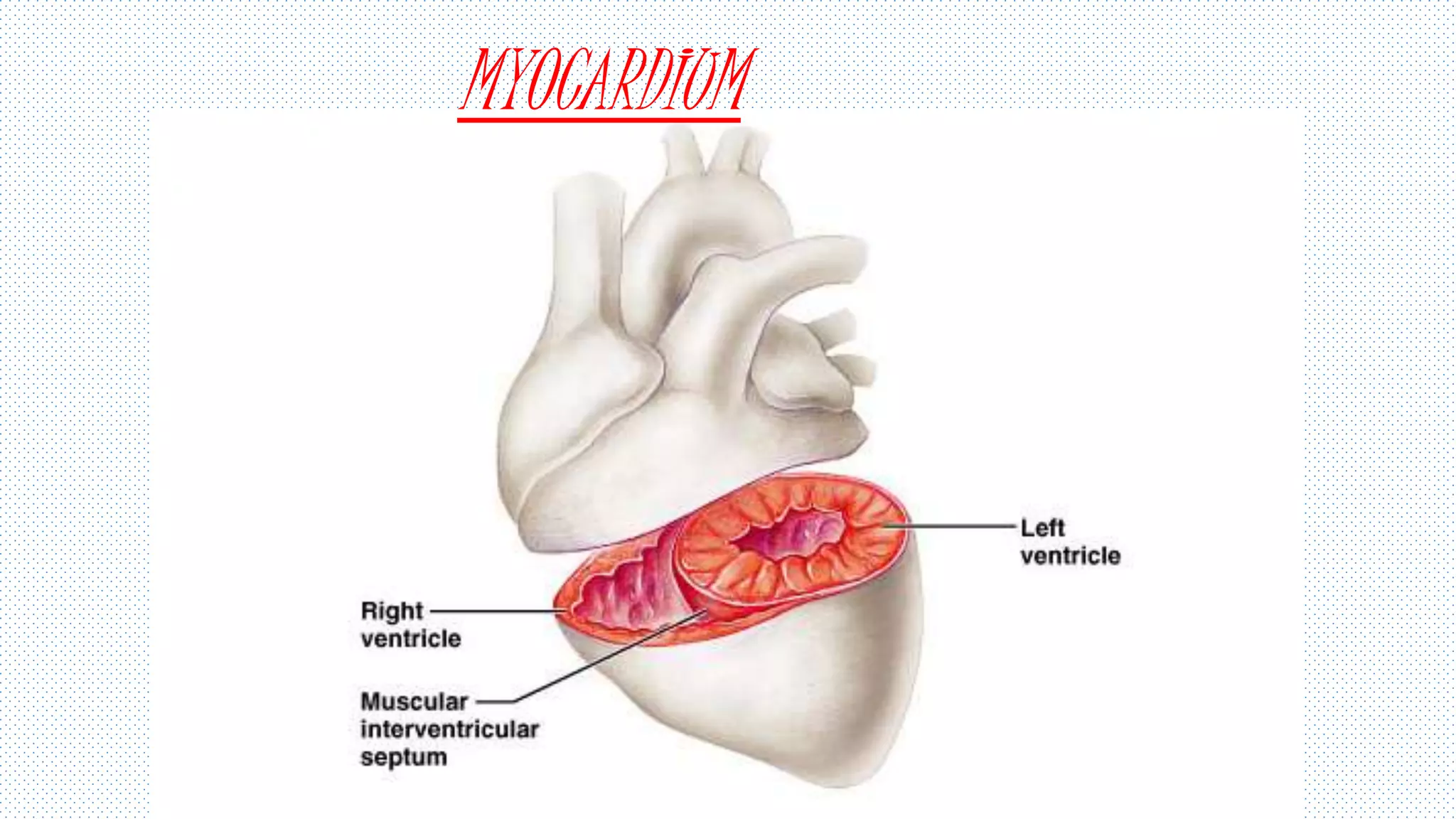 MYOCARDIUM
 