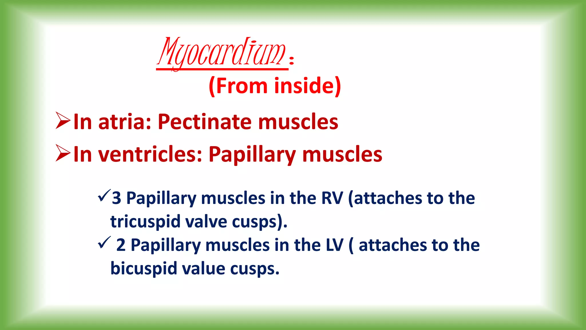 Myocardium :
In atria: Pectinate muscles
In ventricles: Papillary muscles
3 Papillary muscles in the RV (attaches to the
tricuspid valve cusps).
 2 Papillary muscles in the LV ( attaches to the
bicuspid value cusps.
(From inside)
 
