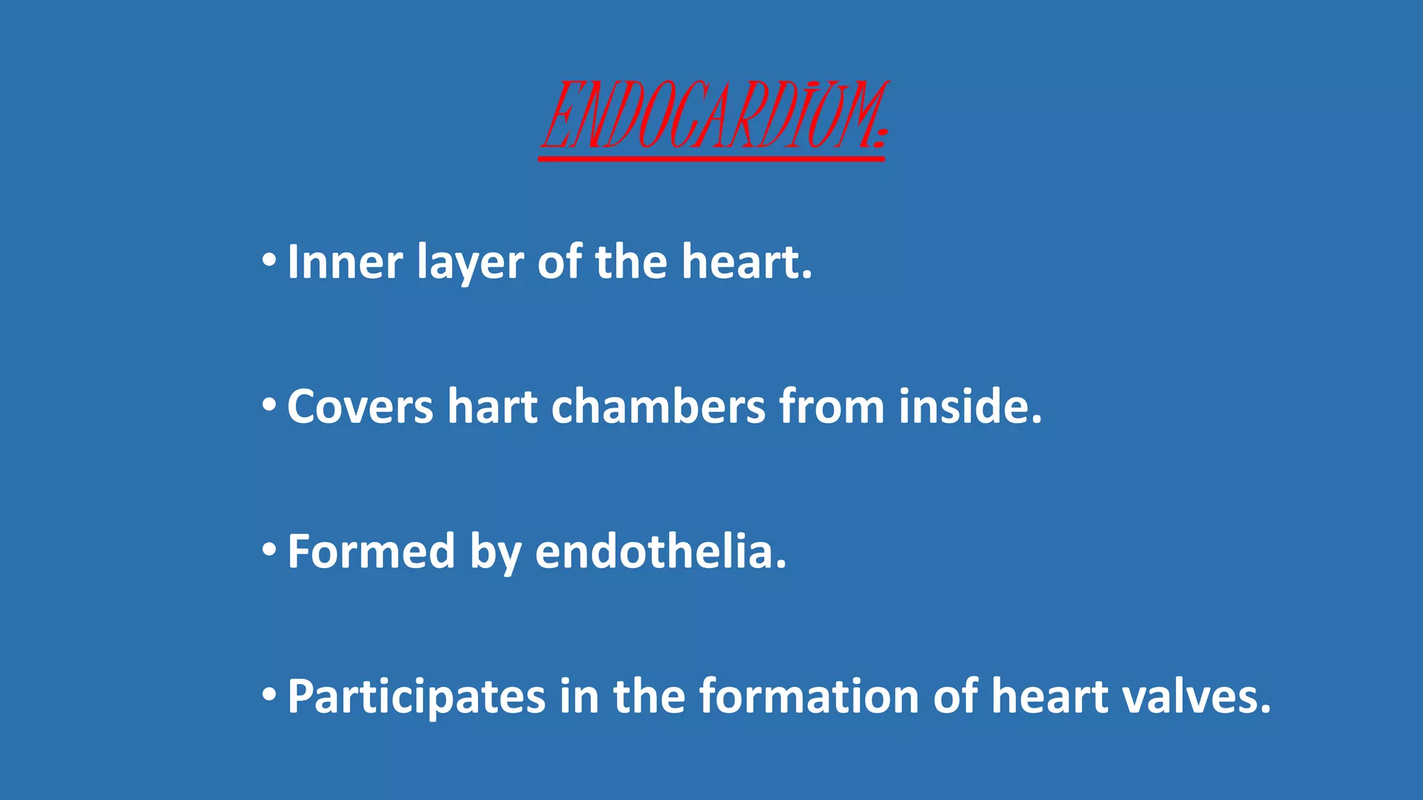 ENDOCARDIUM:
•Inner layer of the heart.
•Covers hart chambers from inside.
•Formed by endothelia.
•Participates in the formation of heart valves.
 