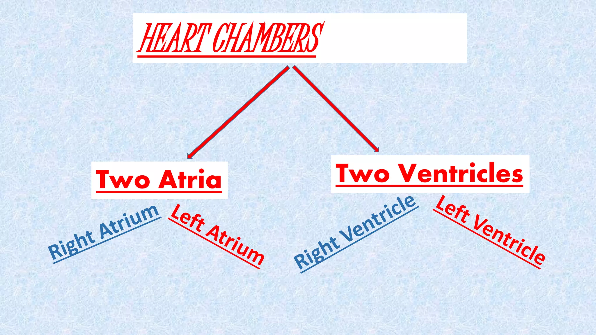 HEART CHAMBERS
Two Atria Two Ventricles
 