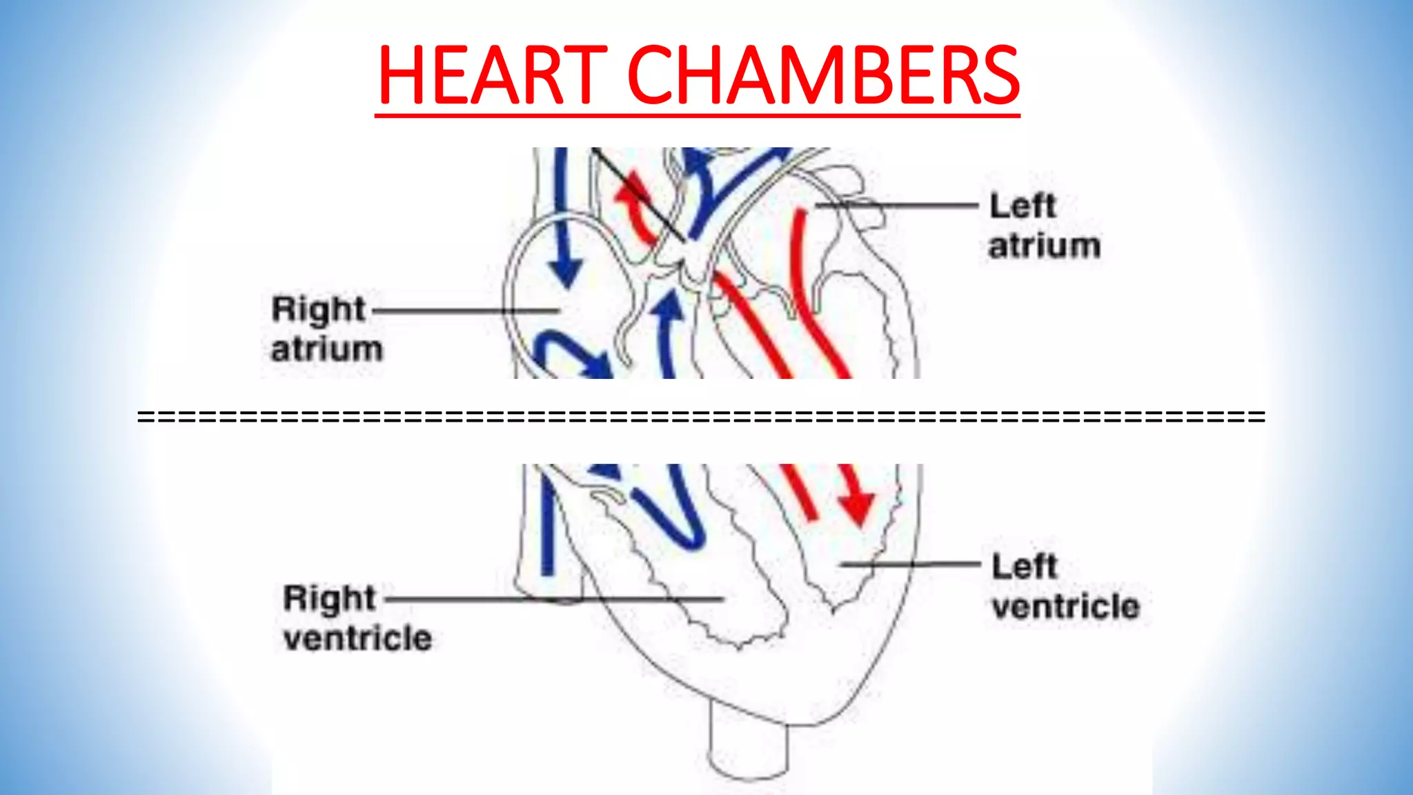 HEART CHAMBERS
=======================================================
 