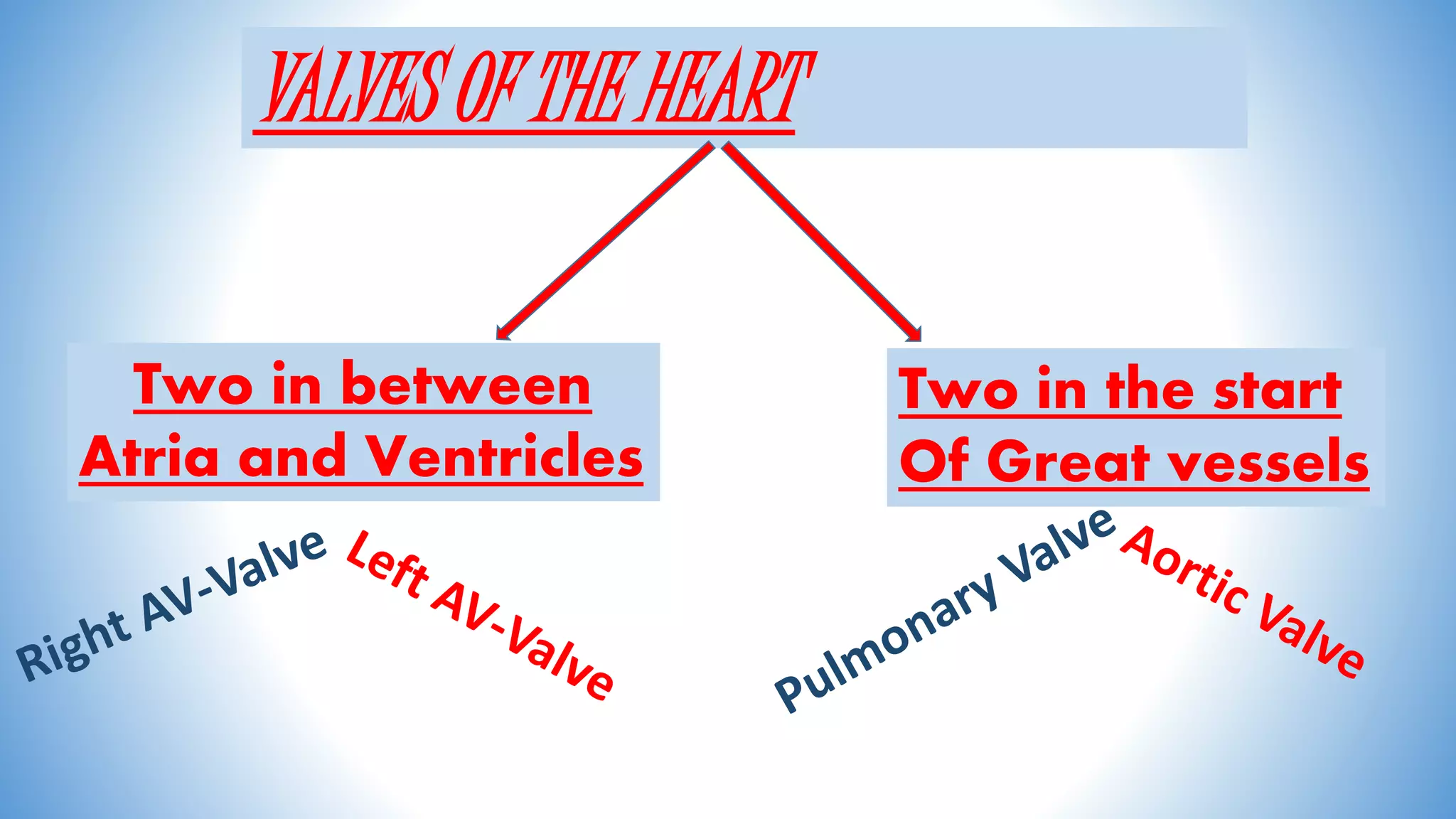 VALVES OF THE HEART
Two in between
Atria and Ventricles
Two in the start
Of Great vessels
 