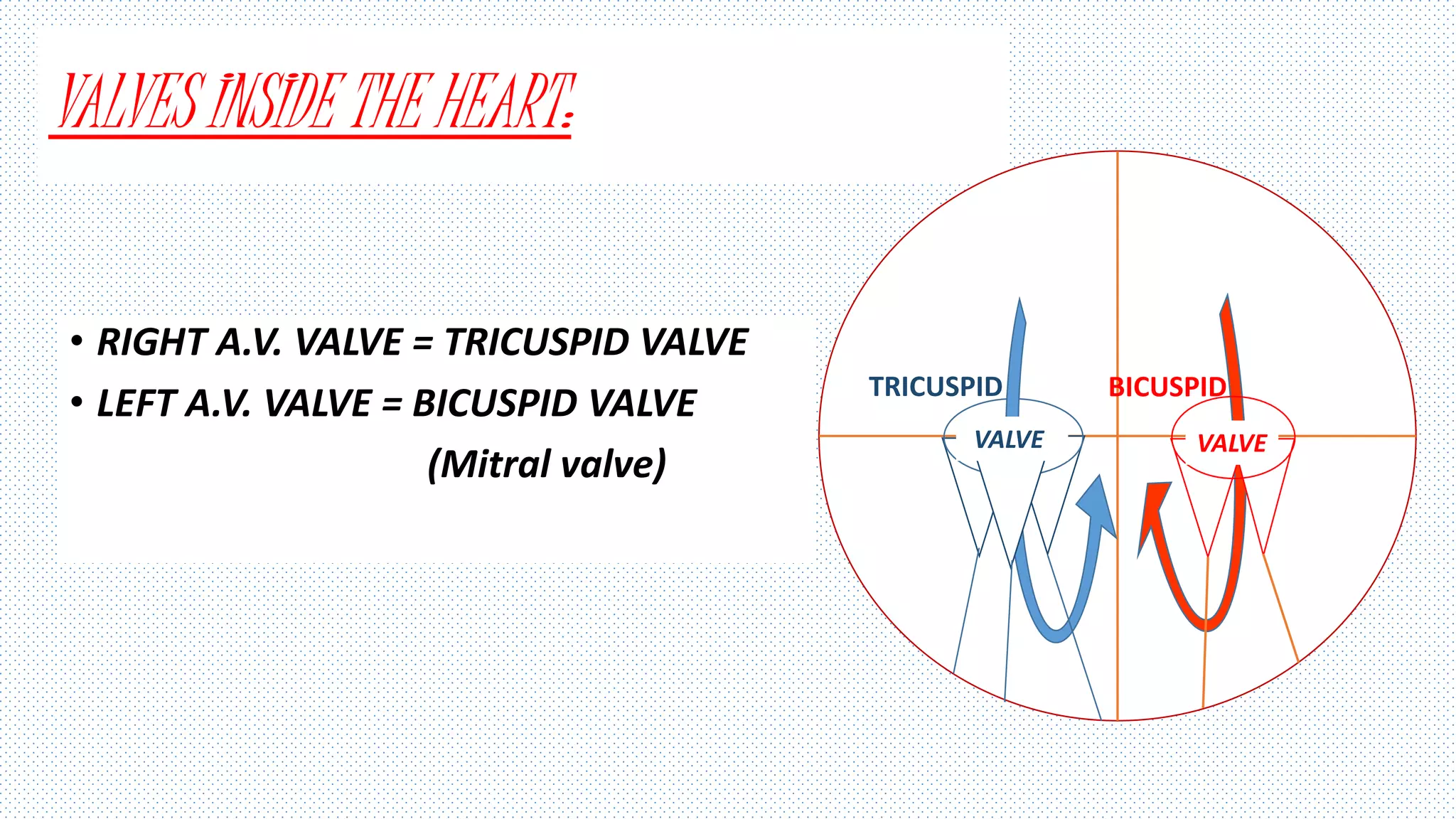 VALVES INSIDE THE HEART:
• RIGHT A.V. VALVE = TRICUSPID VALVE
• LEFT A.V. VALVE = BICUSPID VALVE
(Mitral valve)
R RVALVEVALVE
TRICUSPID BICUSPID
 
