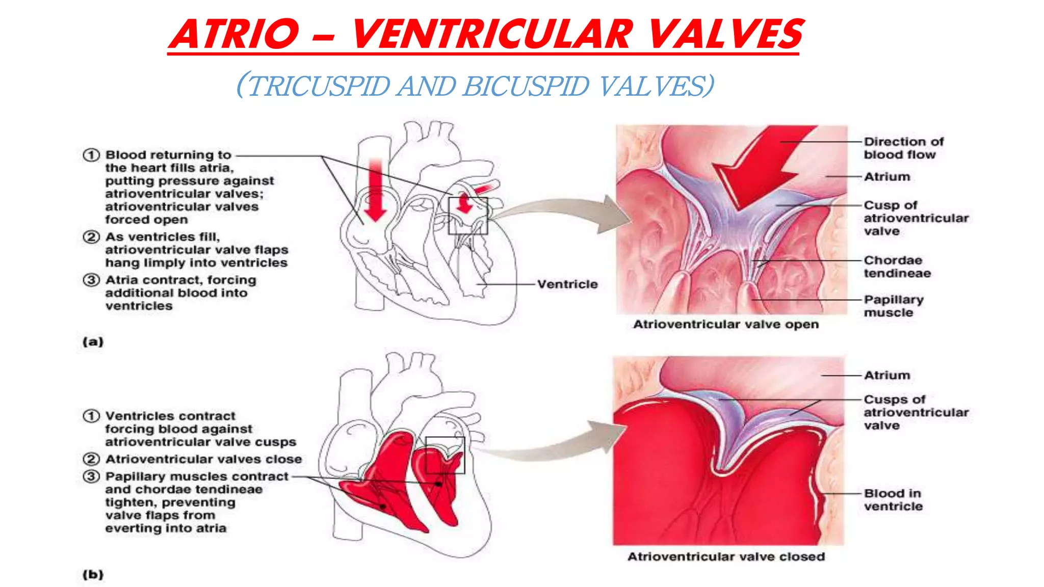 ATRIO – VENTRICULAR VALVES
(TRICUSPID AND BICUSPID VALVES)
 