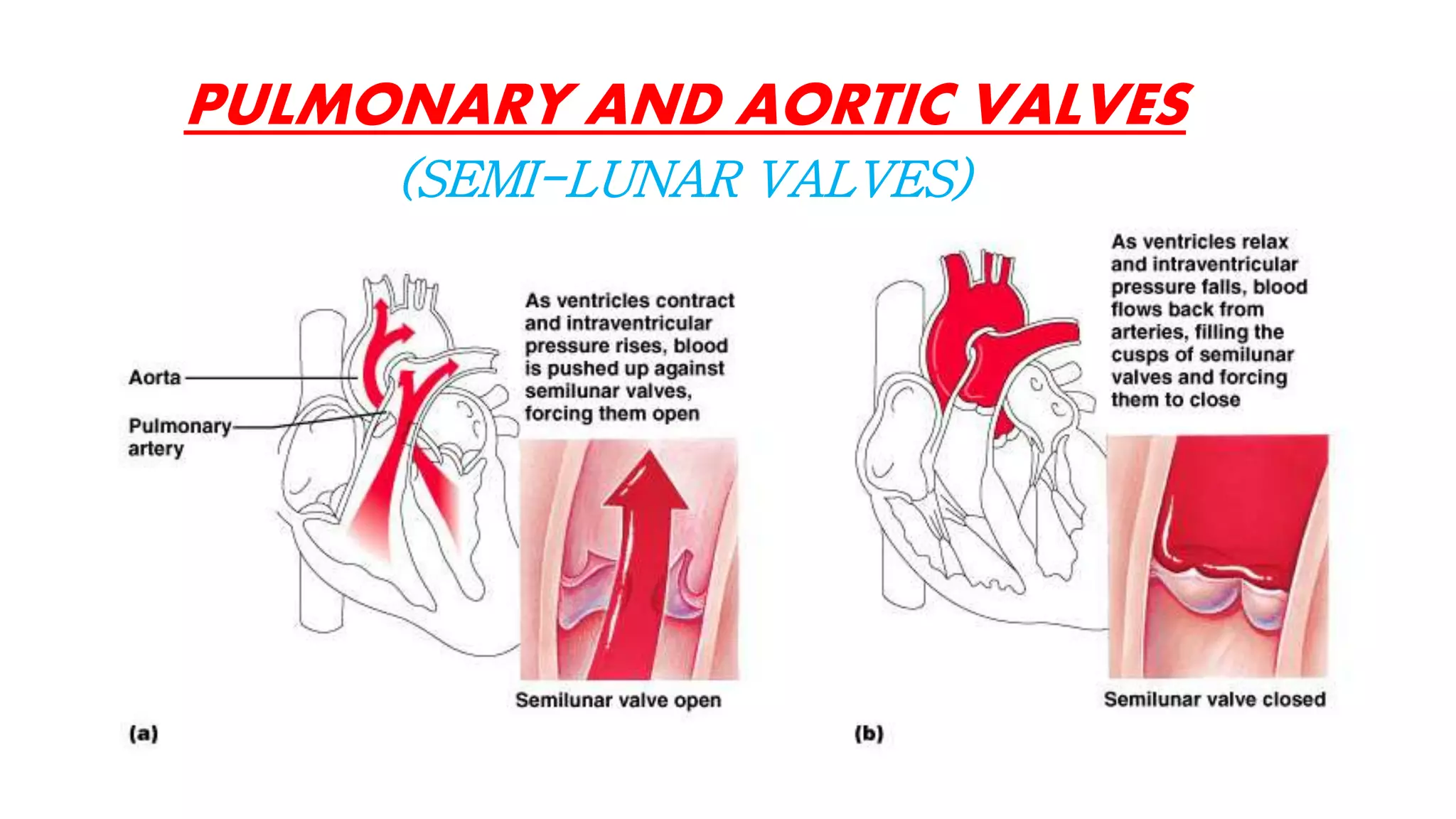 PULMONARY AND AORTIC VALVES
(SEMI-LUNAR VALVES)
 