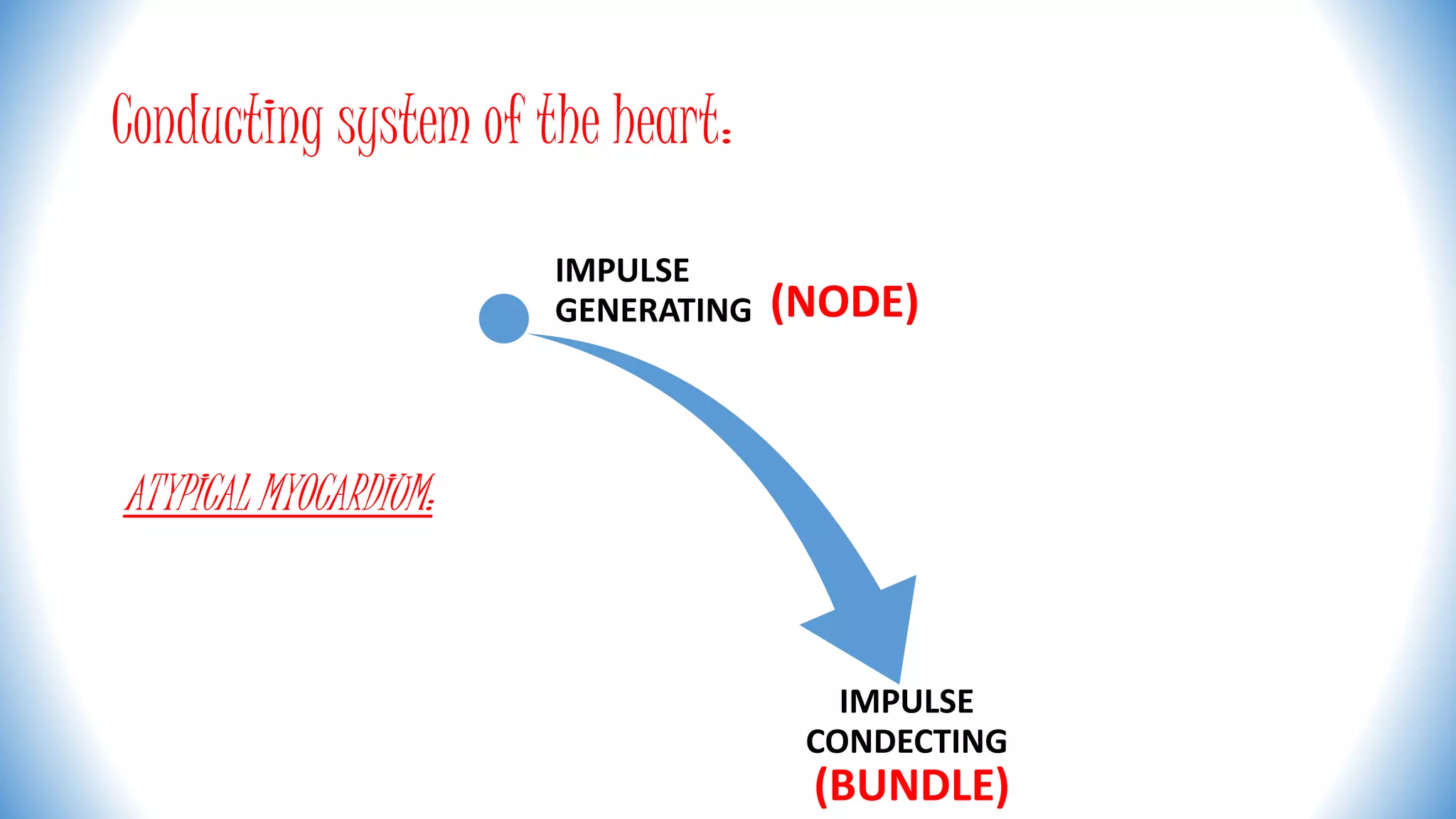 Conducting system of the heart:
ATYPICAL MYOCARDIUM:
IMPULSE
GENERATING
IMPULSE
CONDECTING
(NODE)
(BUNDLE)
 