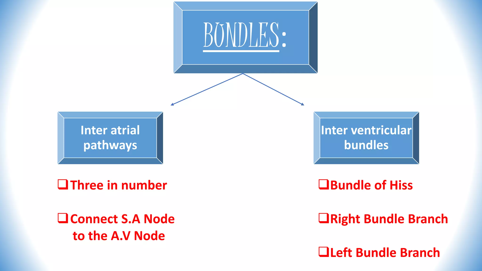 BUNDLES:
Inter atrial
pathways
Inter ventricular
bundles
Three in number
Connect S.A Node
to the A.V Node
Bundle of Hiss
Right Bundle Branch
Left Bundle Branch
 