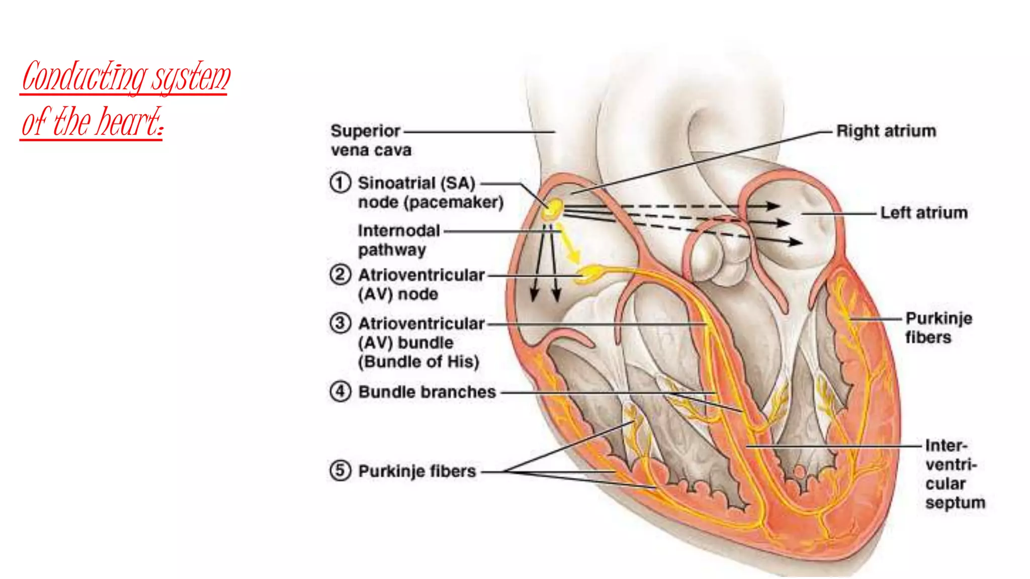 Conducting system
of the heart:
 