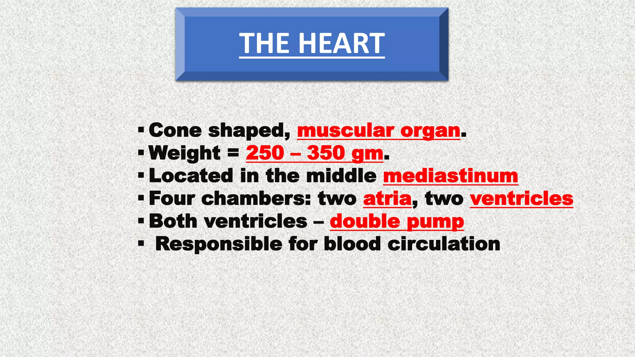  Cone shaped, muscular organ.
 Weight = 250 – 350 gm.
 Located in the middle mediastinum
 Four chambers: two atria, two ventricles
 Both ventricles – double pump
 Responsible for blood circulation
THE HEART
 