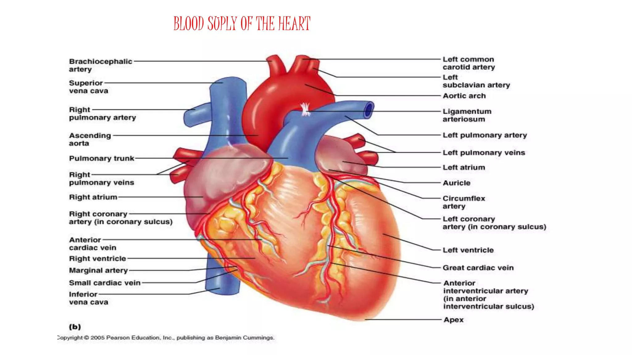 BLOOD SUPLY OF THE HEART
 