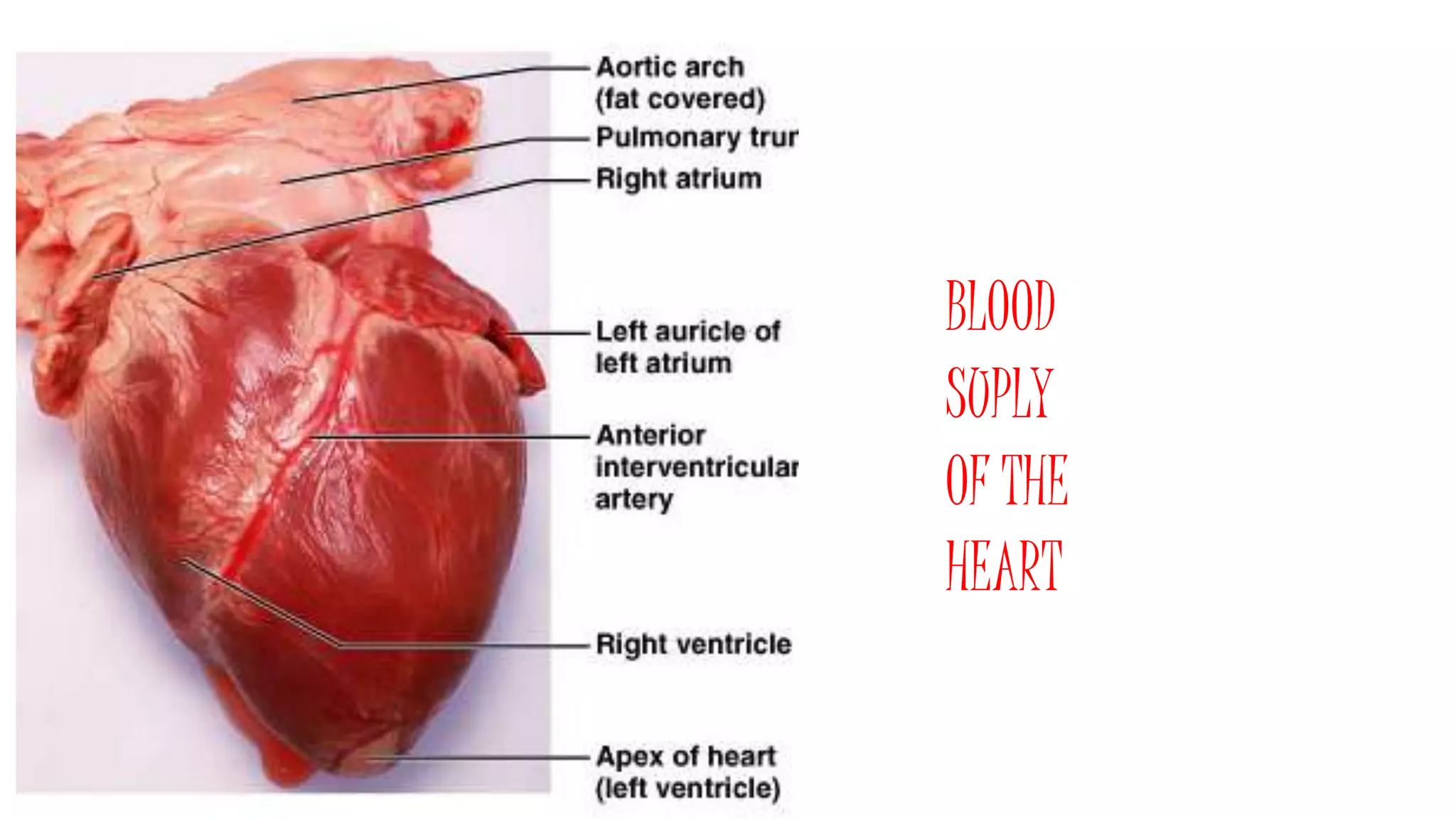 BLOOD
SUPLY
OF THE
HEART
 
