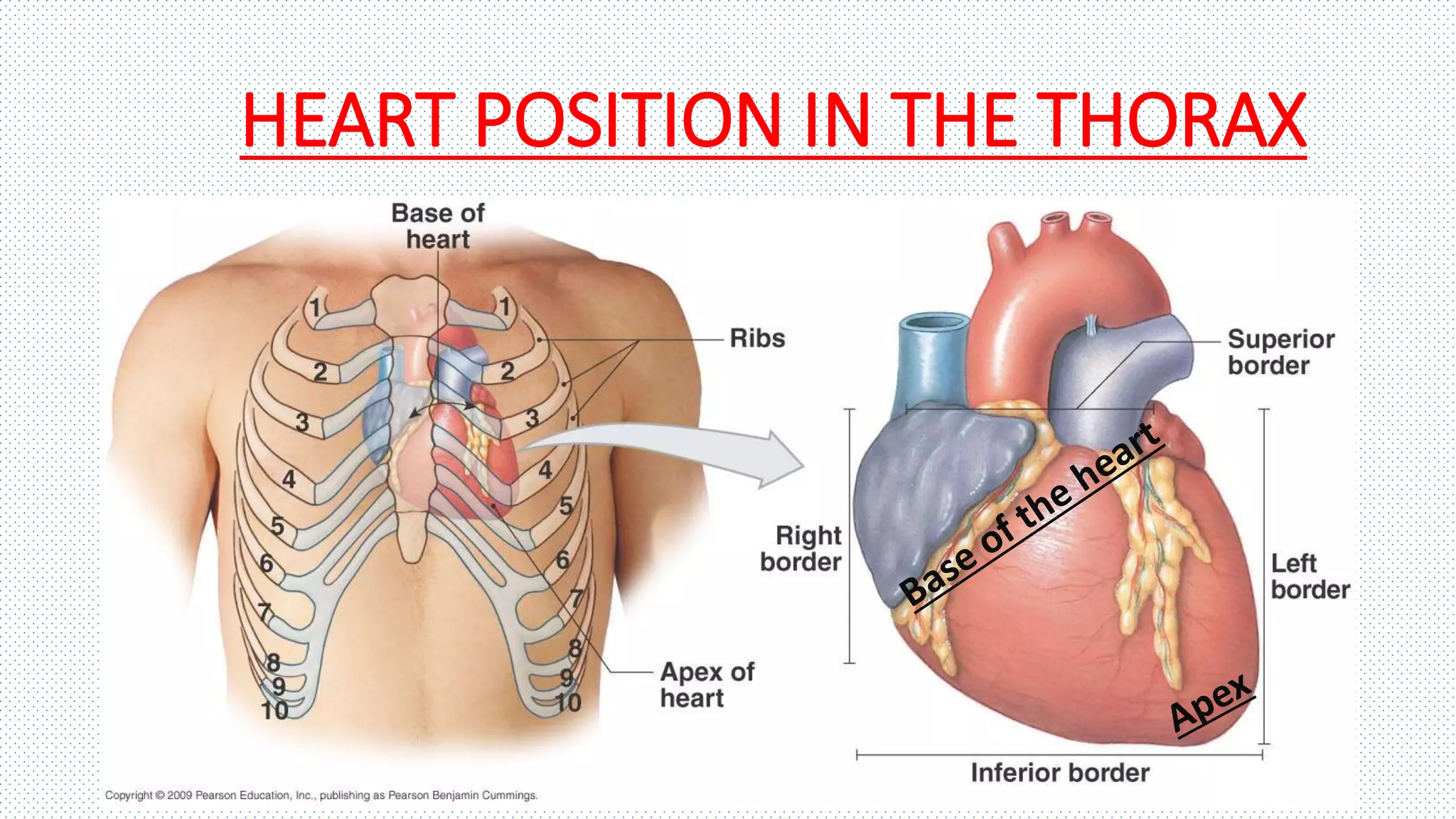 HEART POSITION IN THE THORAX
 