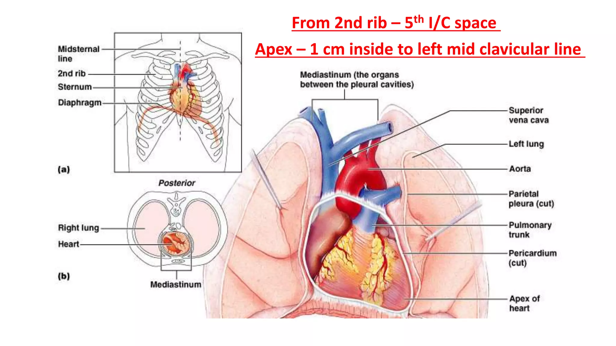 From 2nd rib – 5th I/C space
Apex – 1 cm inside to left mid clavicular line
 