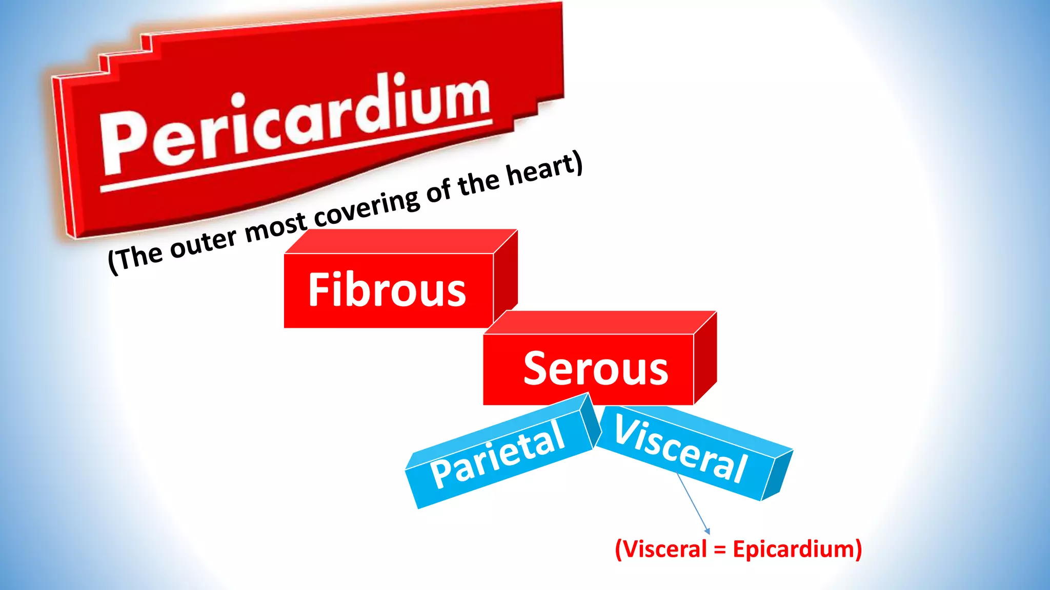 Fibrous
Serous
(Visceral = Epicardium)
 