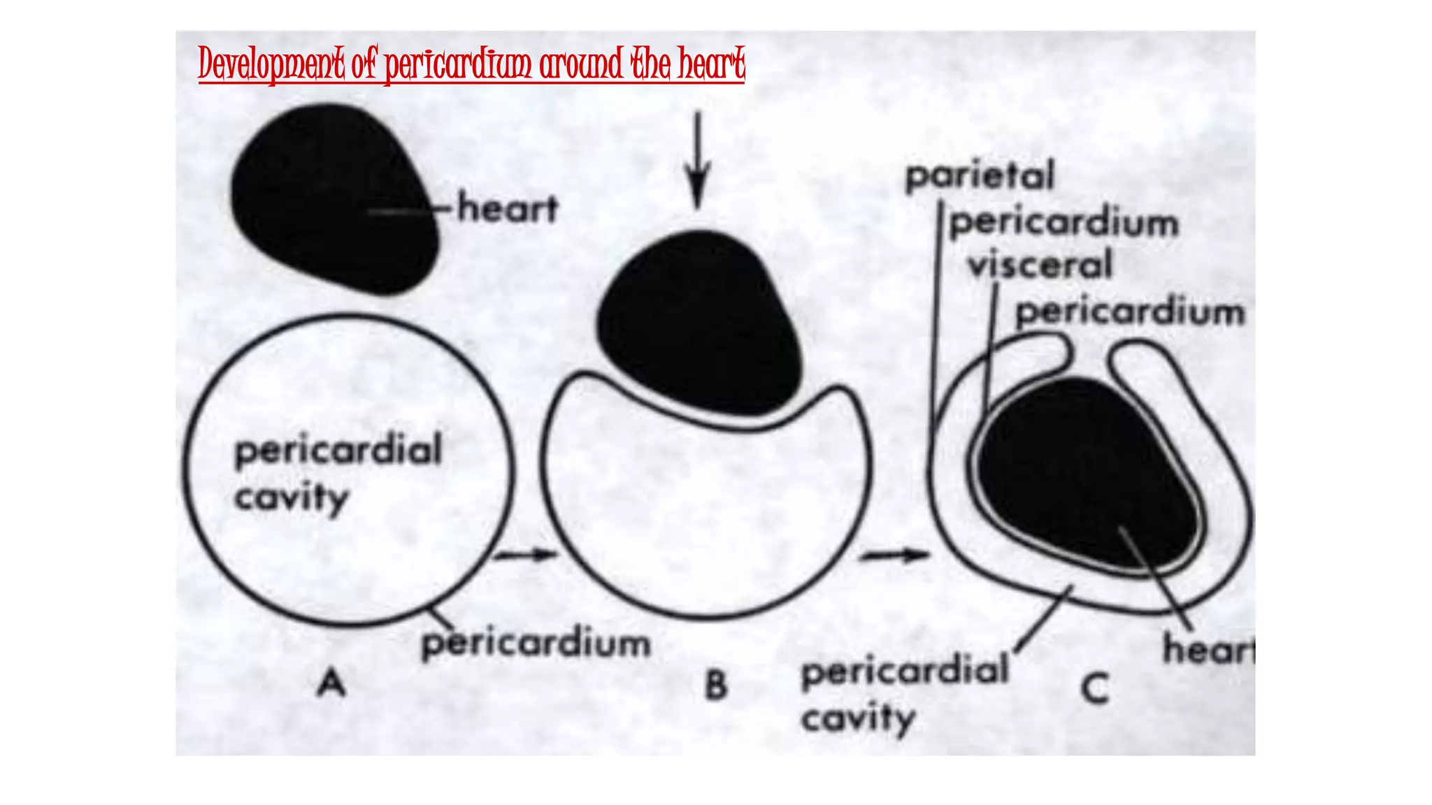 Development of pericardium around the heart
 