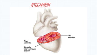 MYOCARDIUM
 
