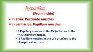 Myocardium :
In atria: Pectinate muscles
In ventricles: Papillary muscles
3 Papillary muscles in the RV (attaches to the
tricuspid valve cusps).
 2 Papillary muscles in the LV ( attaches to the
bicuspid value cusps.
(From inside)
 