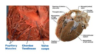 MiddlePapillary
Muscles
Chordae
Tendineae
Valve
cusps
 