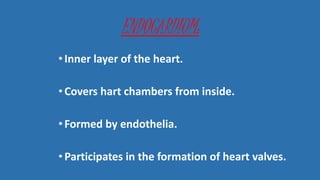 ENDOCARDIUM:
•Inner layer of the heart.
•Covers hart chambers from inside.
•Formed by endothelia.
•Participates in the formation of heart valves.
 