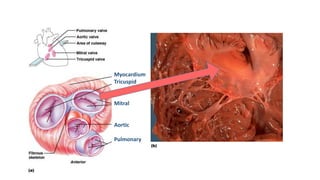 Myocardium
Tricuspid
Mitral
Aortic
Pulmonary
 