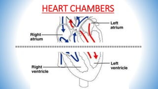 HEART CHAMBERS
=======================================================
 