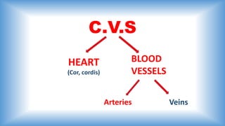 C.V.S
HEART BLOOD
VESSELS
Arteries Veins
(Cor, cordis)
 