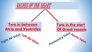 VALVES OF THE HEART
Two in between
Atria and Ventricles
Two in the start
Of Great vessels
 