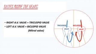 VALVES INSIDE THE HEART:
• RIGHT A.V. VALVE = TRICUSPID VALVE
• LEFT A.V. VALVE = BICUSPID VALVE
(Mitral valve)
R RVALVEVALVE
TRICUSPID BICUSPID
 