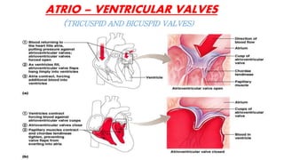 ATRIO – VENTRICULAR VALVES
(TRICUSPID AND BICUSPID VALVES)
 