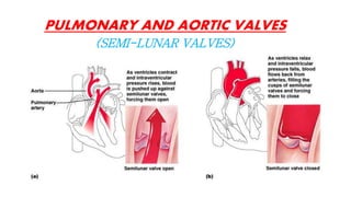 PULMONARY AND AORTIC VALVES
(SEMI-LUNAR VALVES)
 