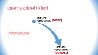 Conducting system of the heart:
ATYPICAL MYOCARDIUM:
IMPULSE
GENERATING
IMPULSE
CONDECTING
(NODE)
(BUNDLE)
 