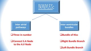 BUNDLES:
Inter atrial
pathways
Inter ventricular
bundles
Three in number
Connect S.A Node
to the A.V Node
Bundle of Hiss
Right Bundle Branch
Left Bundle Branch
 