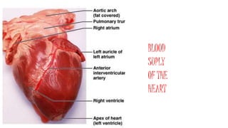 BLOOD
SUPLY
OF THE
HEART
 