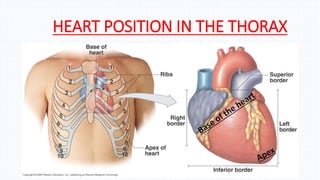 HEART POSITION IN THE THORAX
 