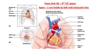 From 2nd rib – 5th I/C space
Apex – 1 cm inside to left mid clavicular line
 
