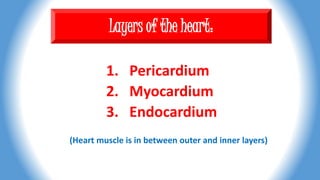 Layers of the heart:
1. Pericardium
2. Myocardium
3. Endocardium
(Heart muscle is in between outer and inner layers)
 
