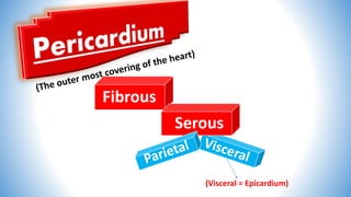 Fibrous
Serous
(Visceral = Epicardium)
 