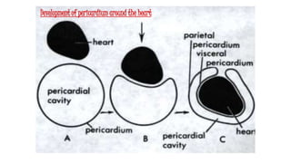 Development of pericardium around the heart
 