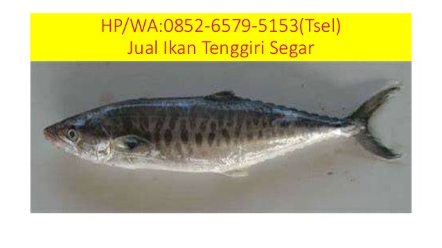 Gambar Ikan  Tenggiri Segar 