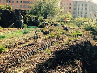 (Horta da partilha com cidade ao fundo)
 