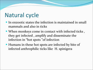 Natural cycle  In enzootic states the infection is maintained in small mammals and also in ticks  When monkeys come in contact with infected ticks , they get infected , amplify and disseminate the infection in “hot spots ”of infection  Humans in these hot spots are infected by bite of infected anthrophilic ticks like  H. spinigera 