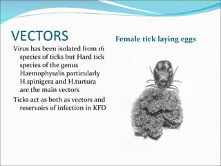 VECTORS Female tick laying eggs  Virus has been isolated from 16 species of ticks but Hard tick species of the genus Haemophysalis particularly H.spinigera and H.turtura are the main vectors  Ticks act as both as vectors and reservoirs of infection in KFD 