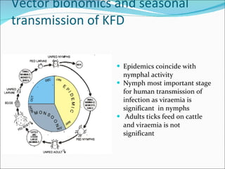 Vector bionomics and seasonal transmission of KFD Epidemics coincide with nymphal activity Nymph most important stage for human transmission of infection as viraemia is significant  in nymphs  Adults ticks feed on cattle and viraemia is not significant  