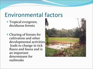 Environmental factors  Tropical evergreen, deciduous forests Clearing of forests for cultivation and other developmental activities  leads to change in tick flaura and fauna and is an important determinant for outbreaks  